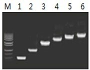50μl 擴增體系中，以 5ng λDNA 為模板，對 500bp~6.0kb 的擴增結果