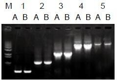 使用普通（A組）及含染料（B組）的2×Taq Master Mix配制的50μl擴增體系，以5ng λDNA為模板， 對500bp～6.0kb片段的擴增結果